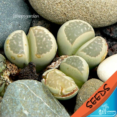 

100% Fresh Real " herrei " Lithops succulent cactus Semillas~Living stones
