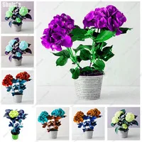 Promotion-30-PCS-24-Color-Charming-Hydrangea-Seeds-Flowers-Garden-Plant-Bonsai-Viburnum-macrocephalum-Fort-Free.jpg_200x200