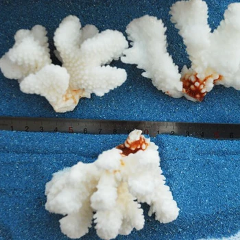 

3pcs/lot 5-8cm Natural Coral Branch Beautiful Wedding Household Decorations Aquarium Bottom Landscape Ornaments Sango Home Decor