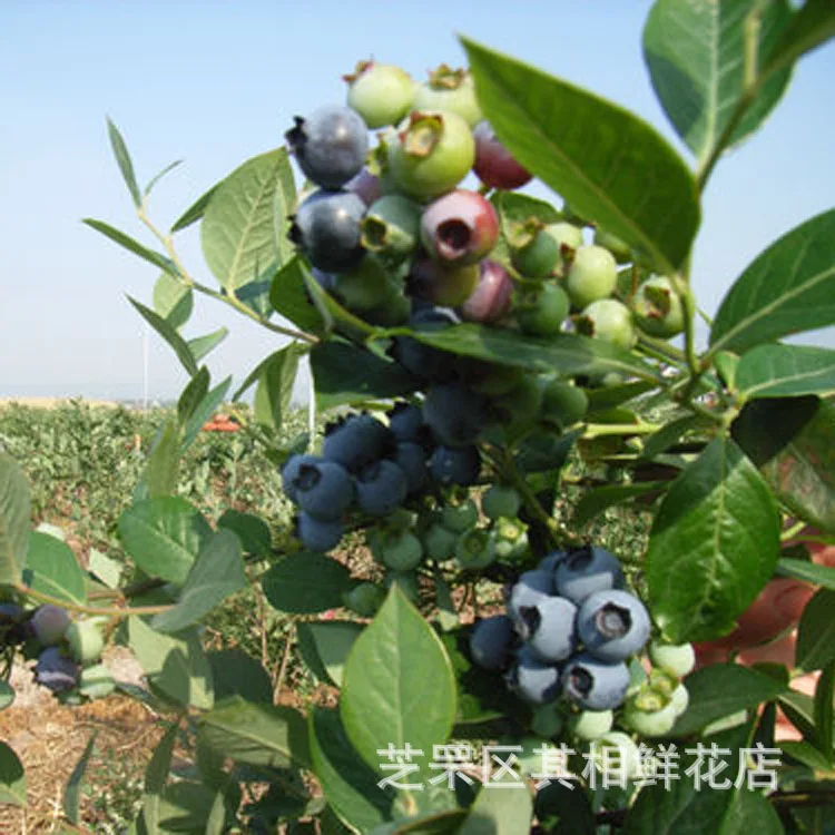 

2019 Semillas Blueberry Edible Bonsai Organic Heirloom Fruit Dwarf Tree Potted Planting For Spring Home Garden Supplies 20pcs