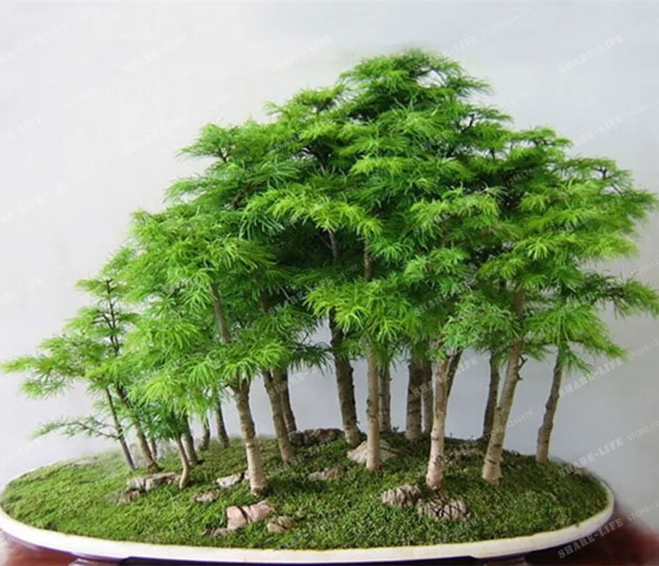 Pi Ces Vrai Japonais Mini Rable Bonsa Pas Cher Tr Beau Int Rieur Arbre Jardin Plantes A698