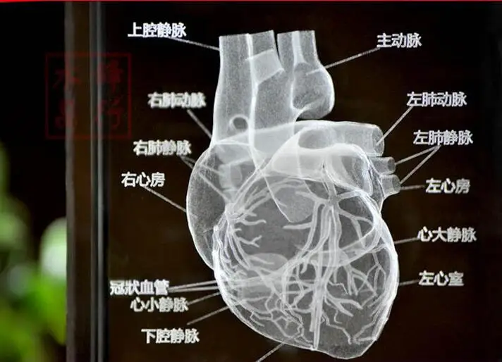 3 d Кристалл человеческого сердечная анатомия модель бесплатная доставка