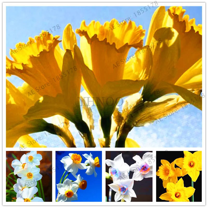 

100 pcs/bag narcissus flower,Bonsai flores of aquatic plants double petals Pink Daffodil plantas flower plante for home garden.