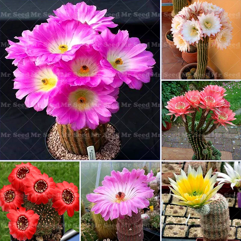Popular Cactus Succulent PlantsBuy Cheap Cactus Succulent Plants lots