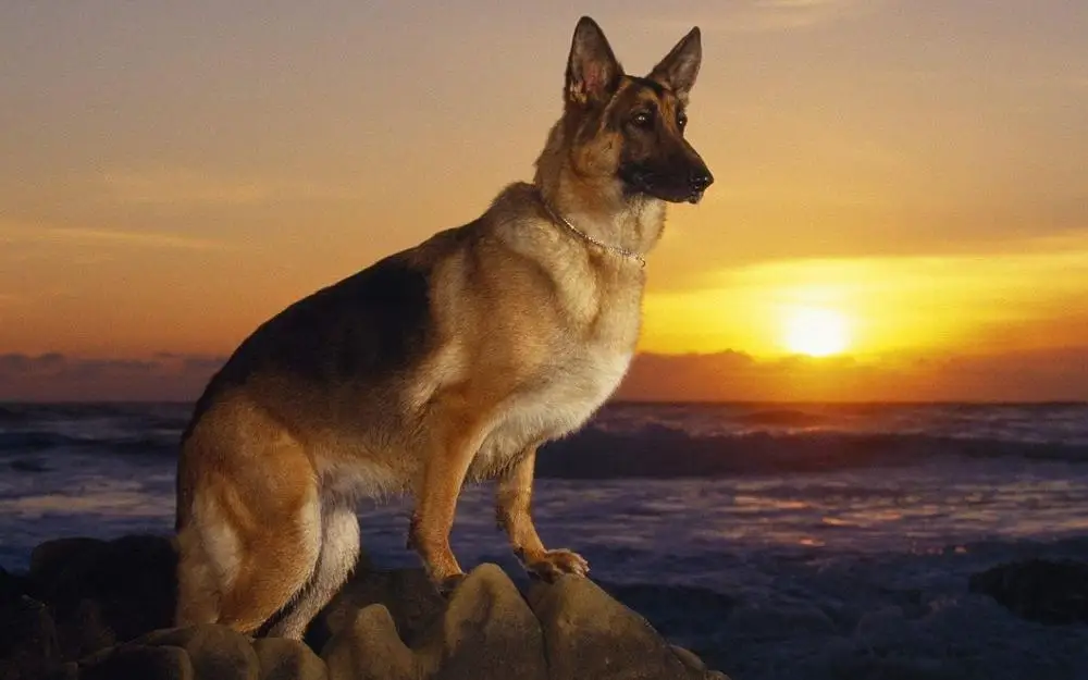 

Animals ocean animals dogs German Shepherd realistic 4' Size Home Decoration Canvas Poster Print