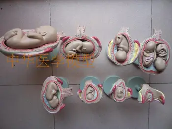 

pregnancy embryo development model fetal developmental model reproductive human anatomical model