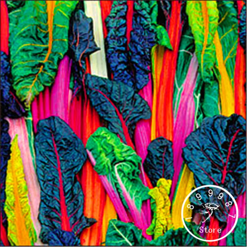 

100 Pcs/Lot Big Promotion!Five Colors Swiss Chard Silverbeet Fast Growing, Edible Plant,Vegetable bonsai