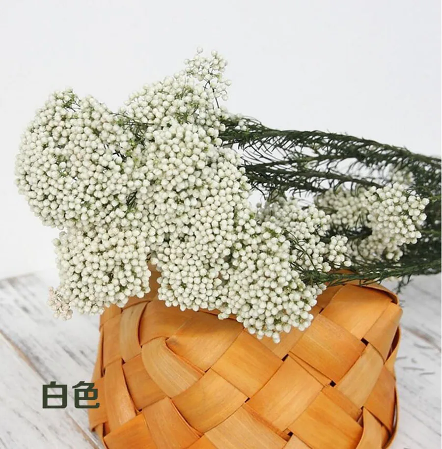 永生米花(爱考拉电子)-白