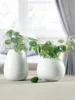 New Desgin white vase ceramic Hydroponics Vase Modern Pure And Fresh Hydroponic Flowers Sitting Room Decoration 3