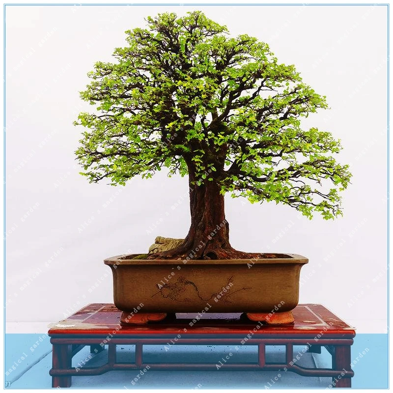 Buy ZLKING Mini Bonsai Yellow Poplar a Good Choice For families Absorb