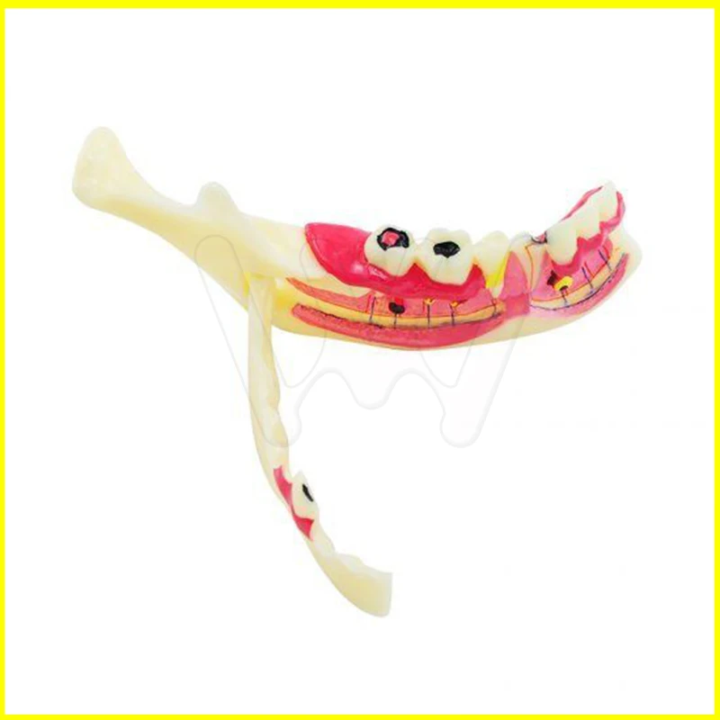 Dental MandibularTeeth Demonstration Anatomical Patient Study Teach Model (4)