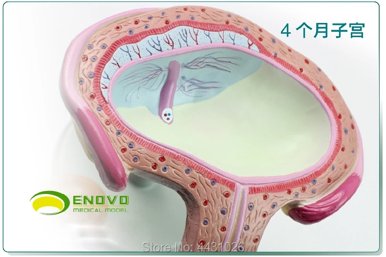 ENOVO модель процесса развития эмбриона для отображения продуктов для планирования семьи развитие эмбриона ткани для беременных