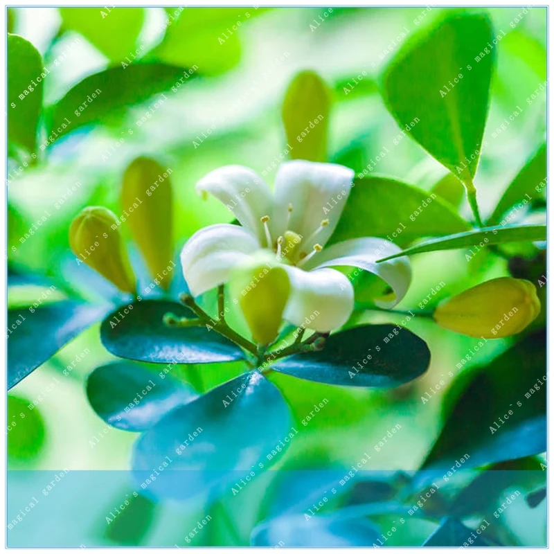 

ZLKING 100pcs 100% Real Murraya Paniculata flower Hedging Home Garden Plants Christmas