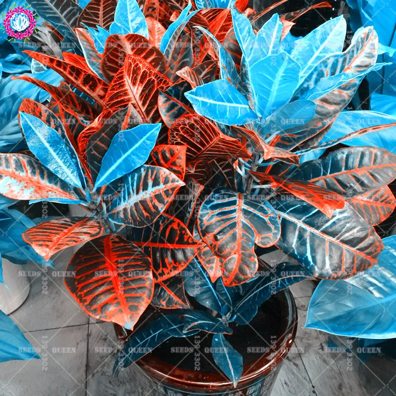 

100pcs Blue Variegated Leaf Croton Mixed Colorful Ornamental Bonsai Plants For Home Garden Patio Codiaeum Variegatum