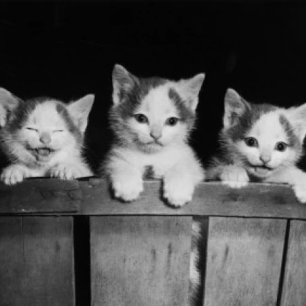 Three kittens in a basket Poster Print (24 x 36)