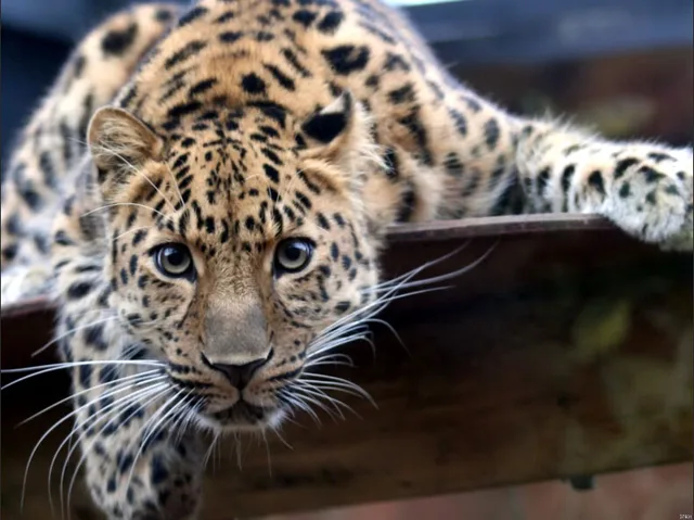 jaguar wilde kat natuur dieren art enorme print poster txhome d7931