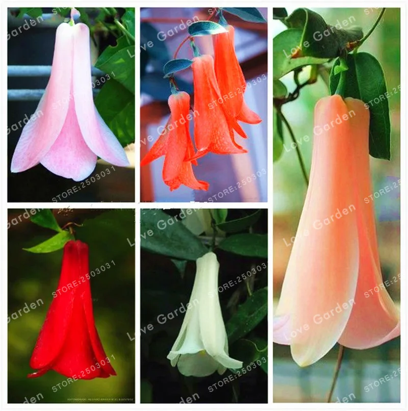 

New Rare 50 Pcs / bag Chilean Bellflower (Lapageria rosea) Plant Evergreen Lasting Part Shade DIY Garden Flower Plant