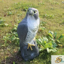 Buy Falcon Bird And Get Free Shipping On Aliexpresscom