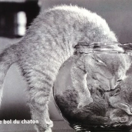 Le Bol Du Chaton Poster Print (10 x 8)