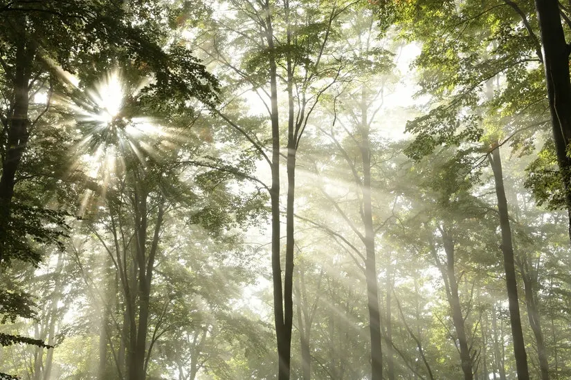 На заказ 3D фото обои Лес Дерево лучи светильник большой настенной росписи, самоклеящиеся виниловые обои, Peel& Stick