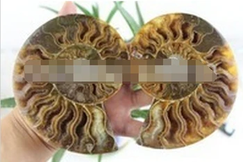 

SUIRONG---401+++2 Half Cut Ammonite Shell Jurrassic Fossil Madagascar