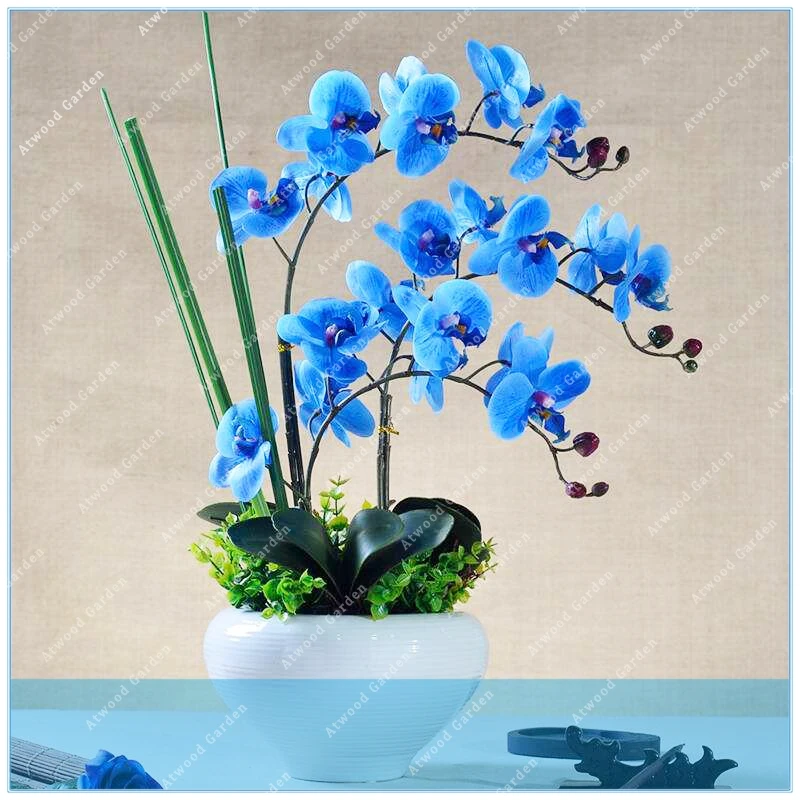 Buy ZLKING 100pcs purple blue orchid phalaenopsis