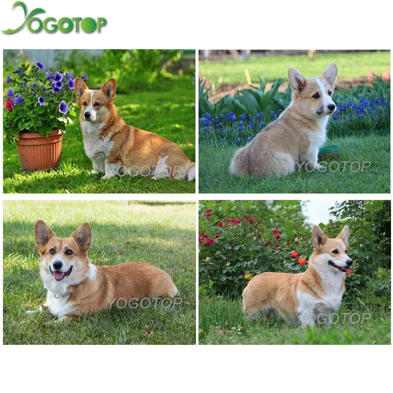 

YOGOTOP 5D Diy Diamond Painting Cross Stitch Pembroke Welsh Corgi Dog Pet dog Full Mosaic Pattern Full Diamond Embroidery QA284