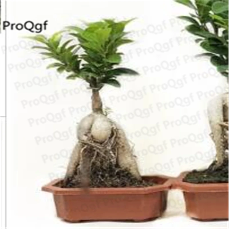 

3Pcs A Set Ficus