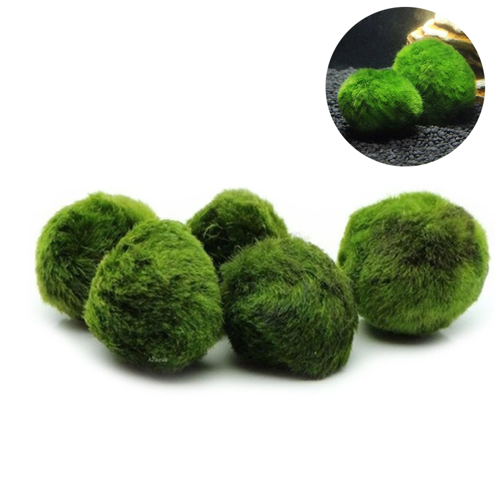 5 шт. мох Marimo мяч аквариумные террариумные растения Cladophora мяч аквариума украшения - Цвет: Grren