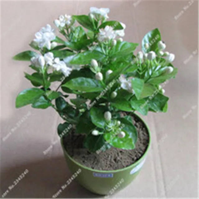 bonsai biji bunga melati putih tanaman harum melati arab bonsai biji bunga melati putih tanaman harum melati arab