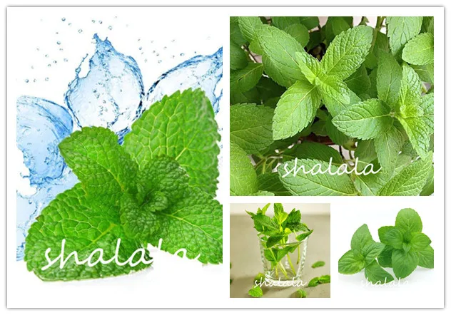 

Spearminted mint bonsai bergamot sweet horse mint bonsai high germination radiation protection & purify air 100pcs