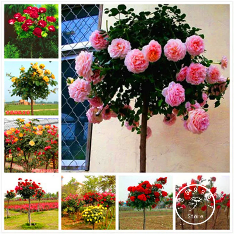 

Time-Limit!!100 Bonsai - Genuine Fresh Rare Rosa Chinensis Dendroidal ROSE Flower Tree Plant,#NNUGGG