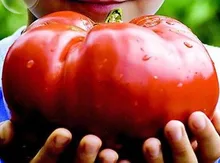 Heirloom Giant Monster Tomato Genuine Fresh Seeds, Professional Pack, 100 Seeds / Pack, Very Rare Vegetables 