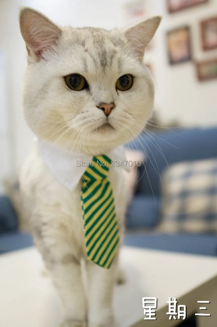 [MPK Галстуки для кота] Милые Галстуки для домашних животных, ошейник для кошек, галстуки-бабочки для домашних животных, галстуки для собак, умный костюм для домашних животных