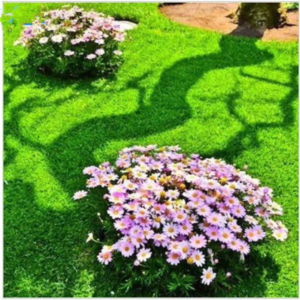 300 Pcs Japanese Forest Grass lawn, Perennial Evergreen Lawn bonsai plant, Beautiful Garden Ornamental Plant, Easy to Grow 300 Pcs Japanese Forest Grass lawn, Perennial Evergreen Lawn bonsai plant, Beautiful Garden Ornamental Plant, Easy to Grow