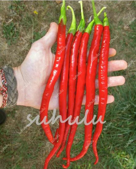50 Pcs/Bag Long Chili Red Pepper Bonsai, Organic Healthy Vegetable Banana Bonsai Fruit Bonsai For Diy Home Gardeneasy To Grow 50 Pcs/Bag Long Chili Red Pepper Bonsai, Organic Healthy Vegetable Banana Bonsai Fruit Bonsai For Diy Home Gardeneasy To Grow