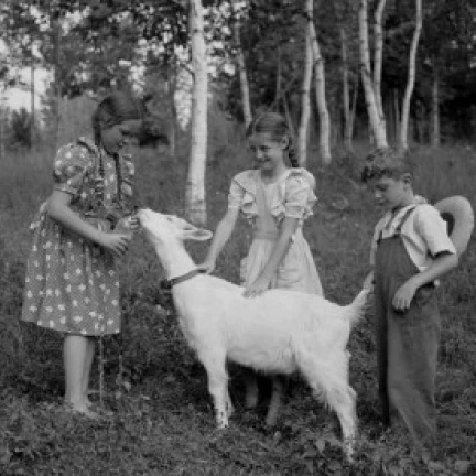 Boy and girls playing with goat Poster Print (18 x 24)