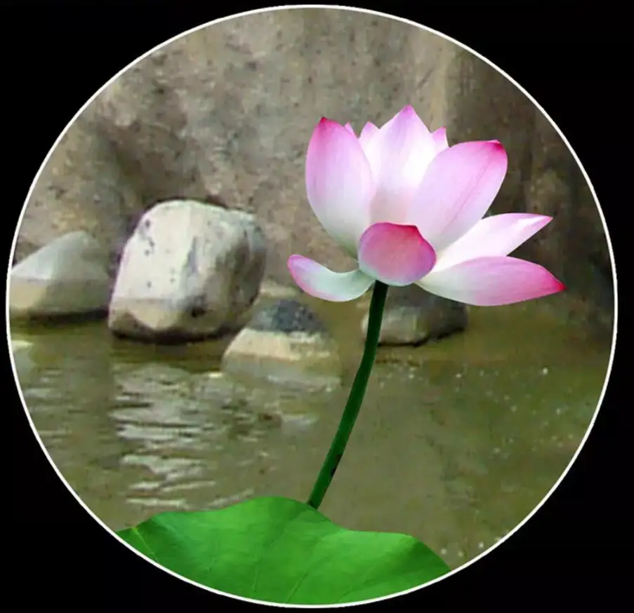 QQ20190110000927