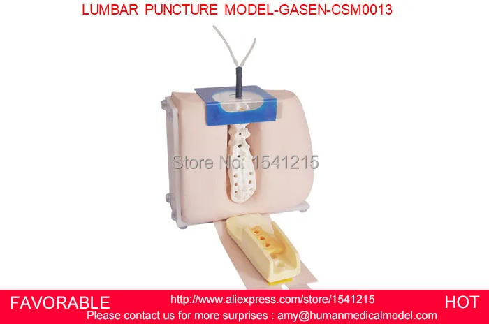 

LUMBAR PUNCTURE SIMULATOR MODEL, VERTEBRAL PUNCTURE MODEL,SPINAL PUNCTURE MEDICAL SIMULATOR LUMBAR PUNCTURE MODEL-GASEN-CSM0013