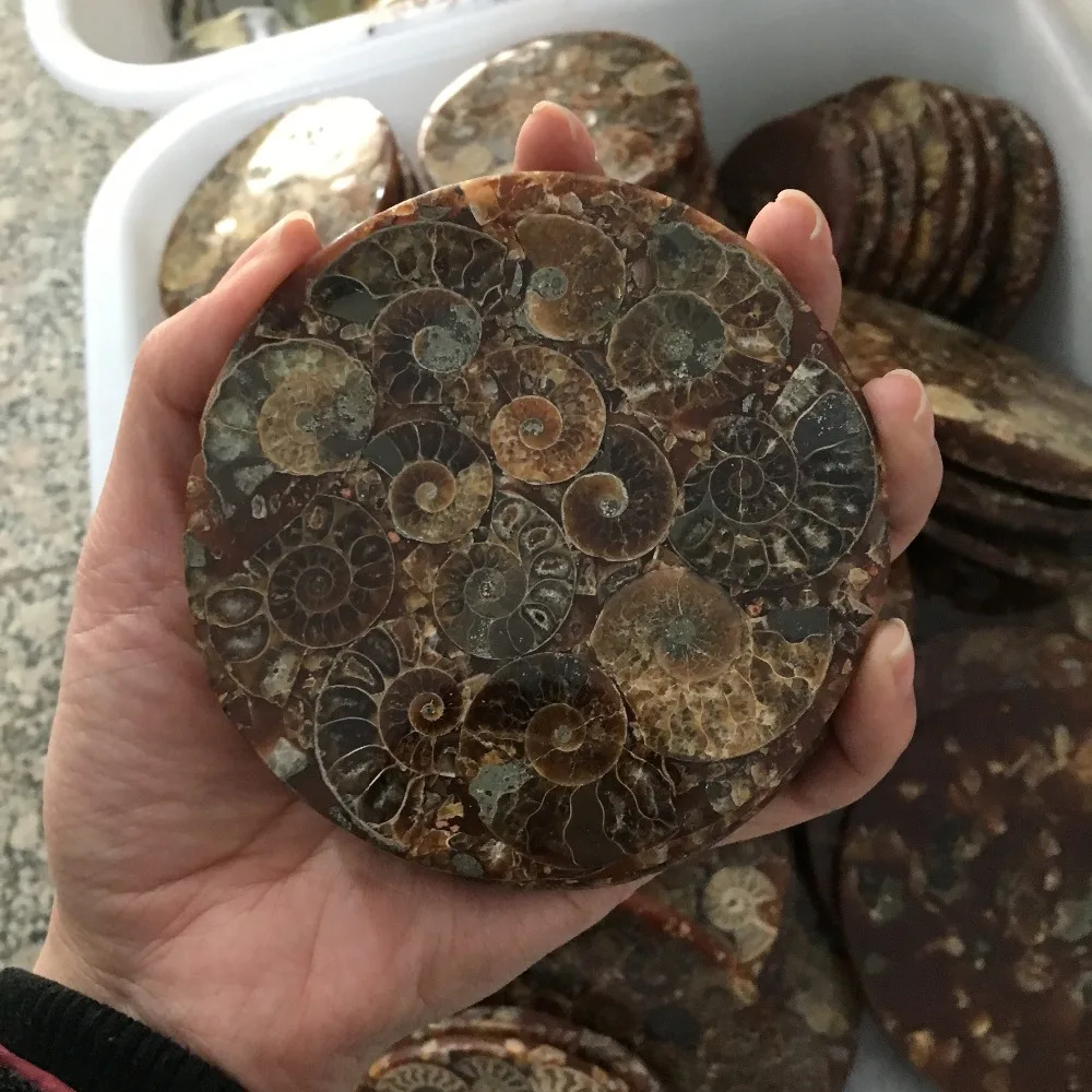 Аммонитовая пластина из ископаемых кусочков натуральная оболочка камень
