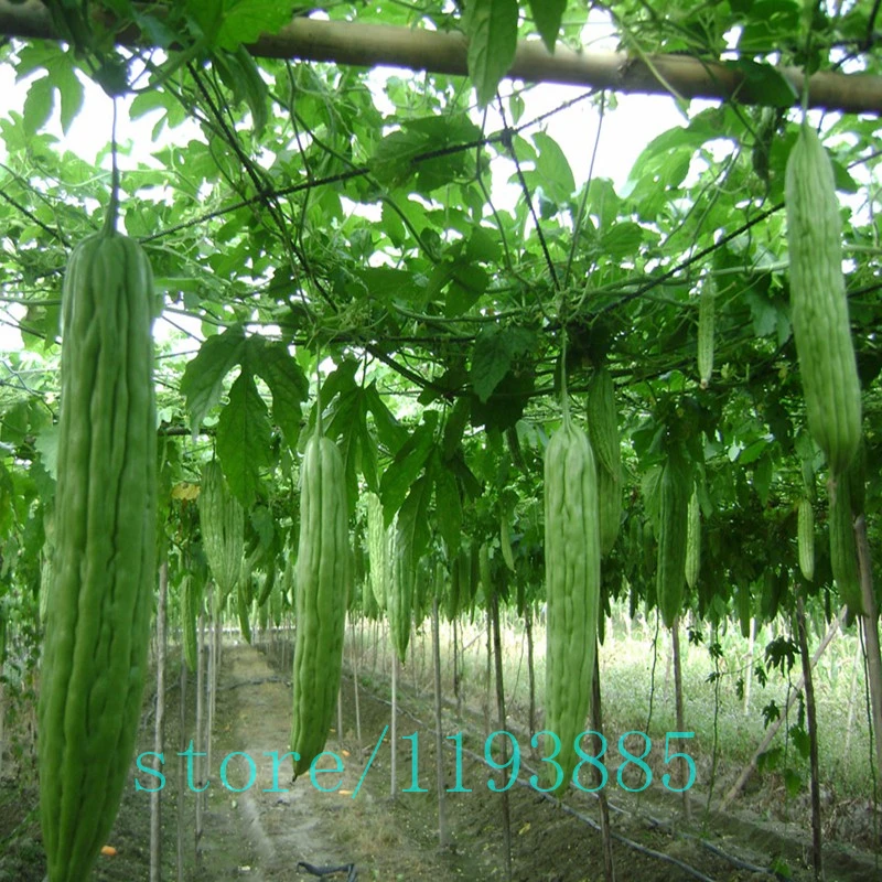 Classification Of Karela Plant