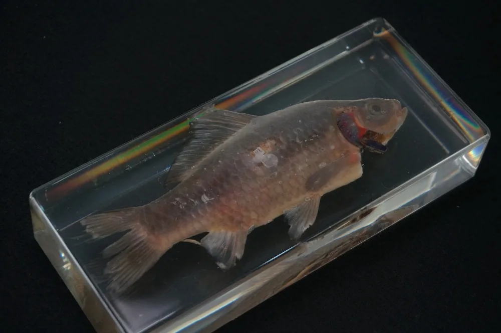 

Real Fish Anatomy Specimens In Clear Lucite Block Educational Equipment