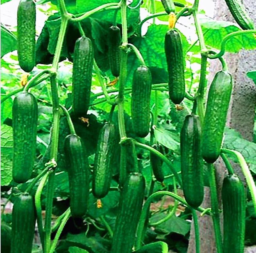 

100pcs/bag Long cucumber bonsai Chinese cucumb Organic vegetable garden Rare Fruit cucumbe plant for home garden