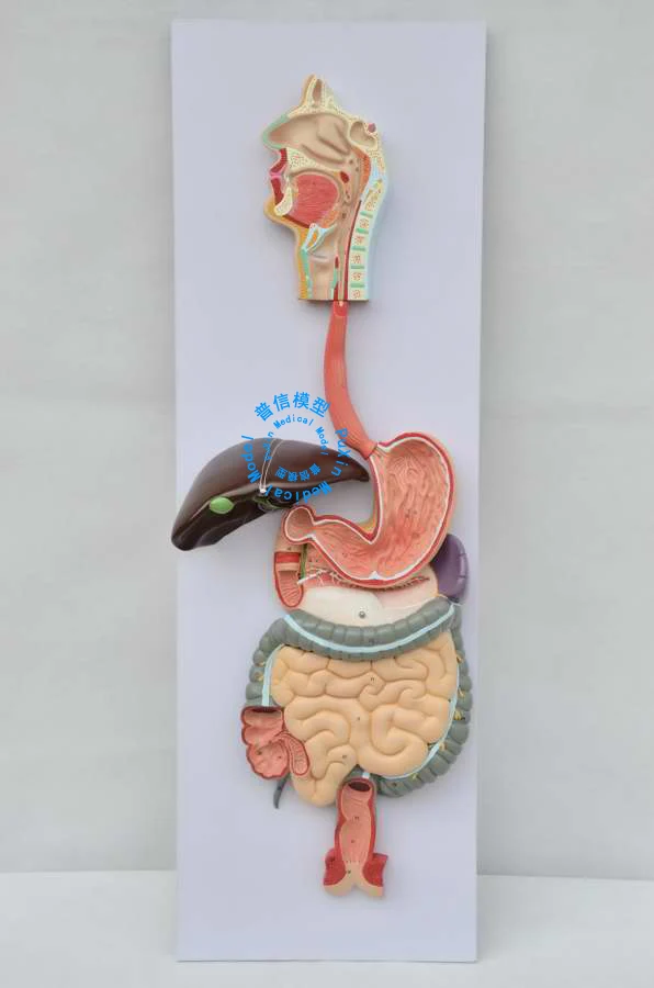 Human digestive system model, digestive tract, nose pharynx and larynx