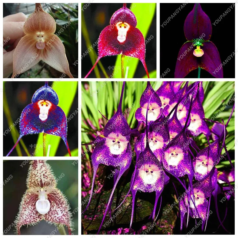 Orchids Monkey Face Orchid Seeds Rare Indoor Bonsai Flower Plants