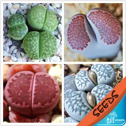 100% свежий Настоящее lithops salicola смешанные сочные кактус Semillas ~ живые камни