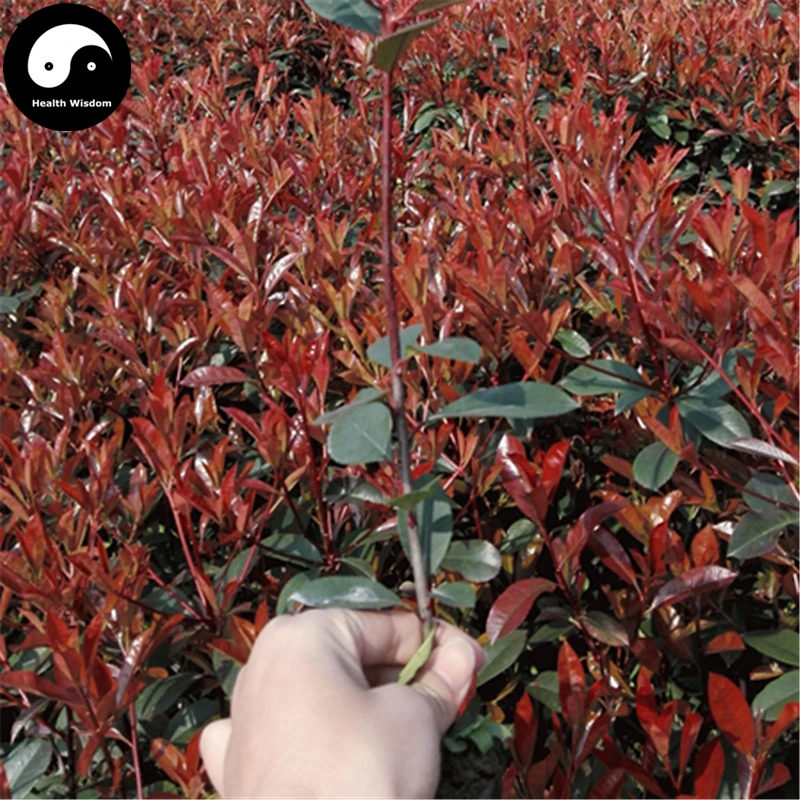

Buy Photinia Serrulata Tree Semente 50pcs Plant Red Robin For Heather Shi Nan