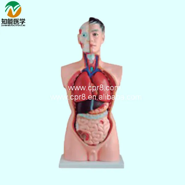 

85CM Male Torso Model 19 Parts BIX-A1034 WBW039