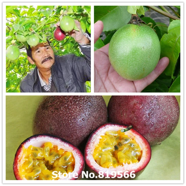 Real Passion fruit seeds 120pcs outdoor passionfruit plants Granadilla