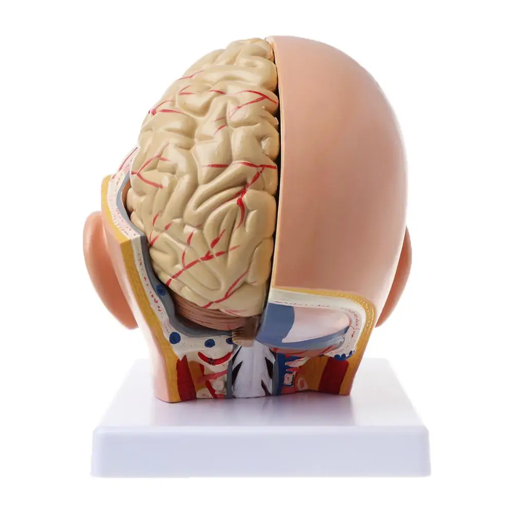 

Human Anatomy Head Skull Brain Cerebral Artery Anatomical Model For Teaching